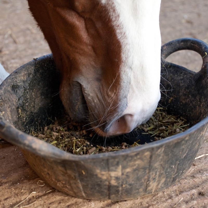 close up of horse feeding