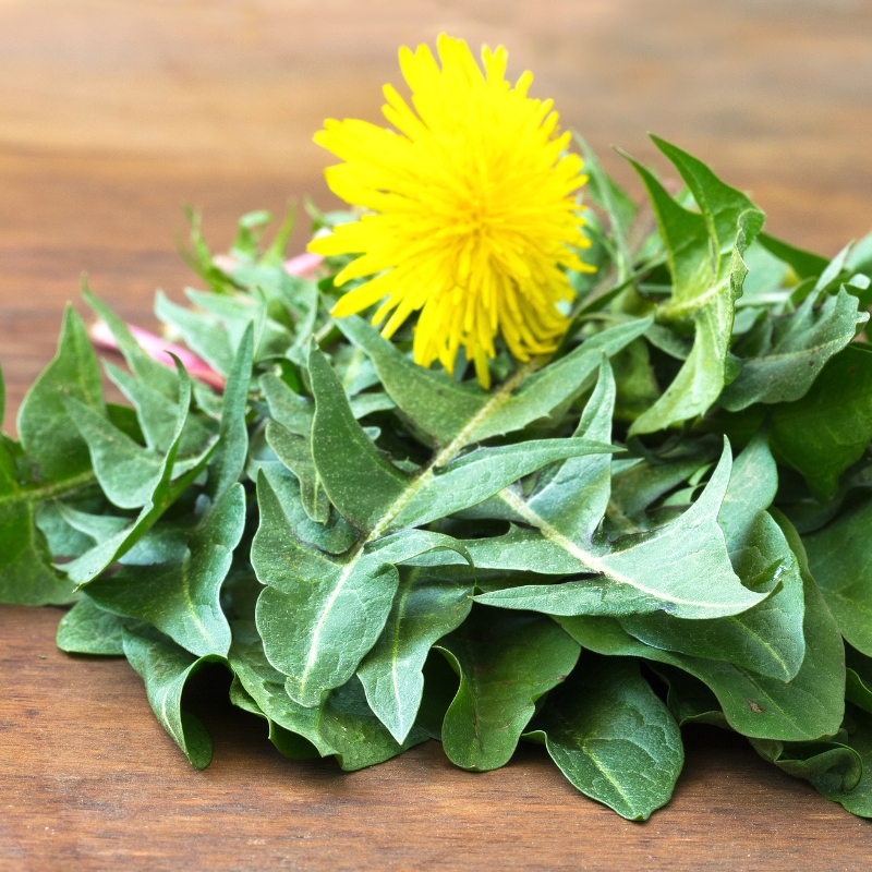 Dandelion Leaf (Taraxacum Officinalis) - Herbals for Horses Australia