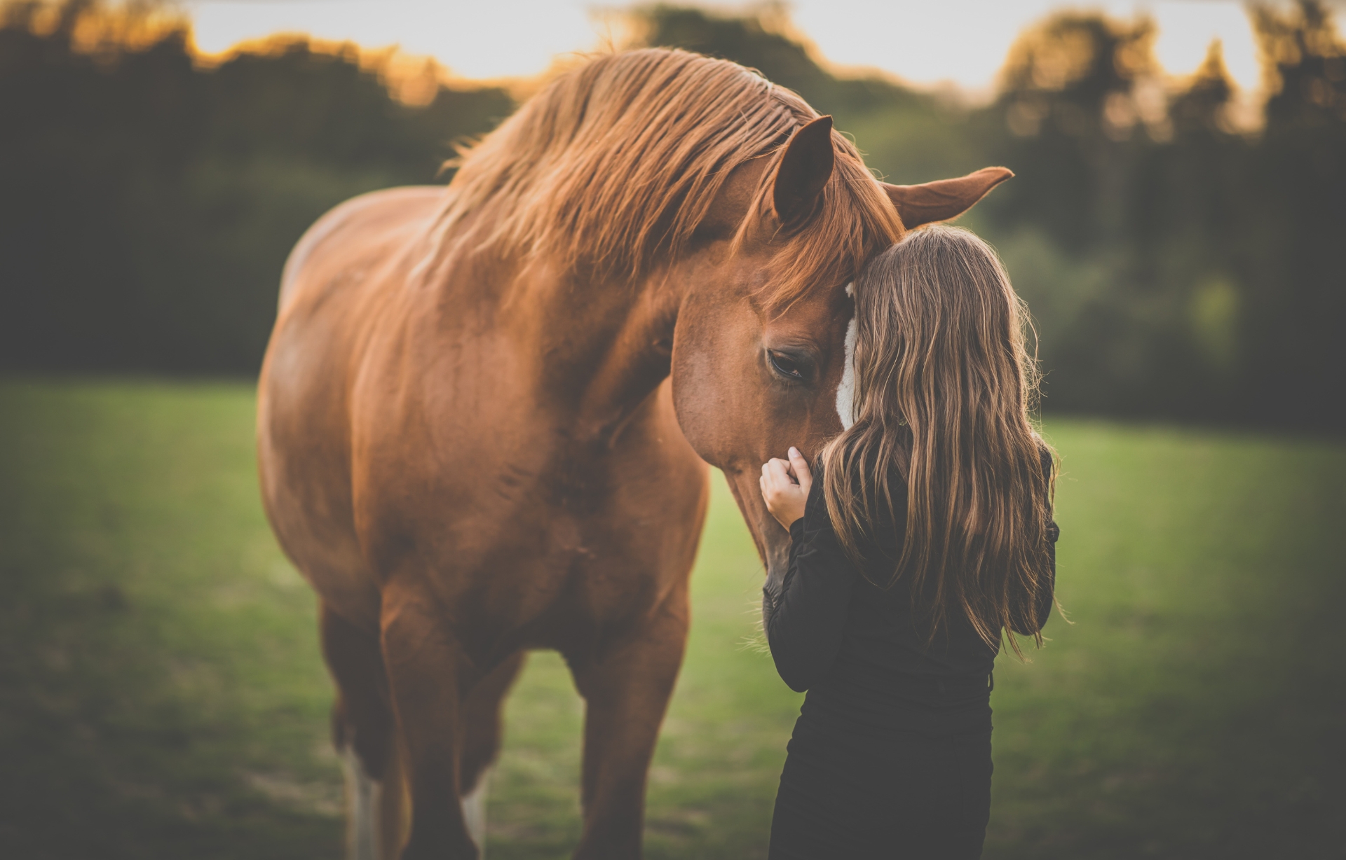 girl with horses