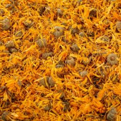dried calendula flowers
