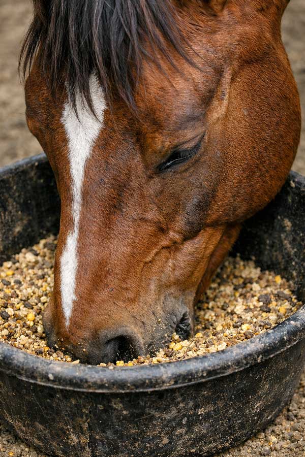 Closeup horse feeding